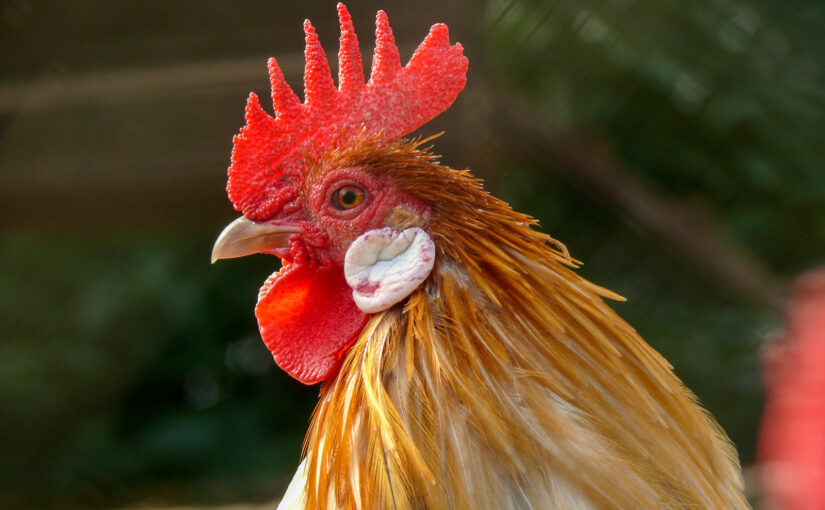 combs-and-wattles-of-chickens